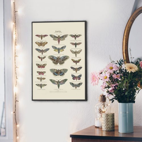poster vintage vlinders