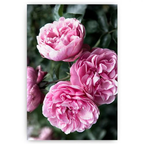 poster roze bloemen