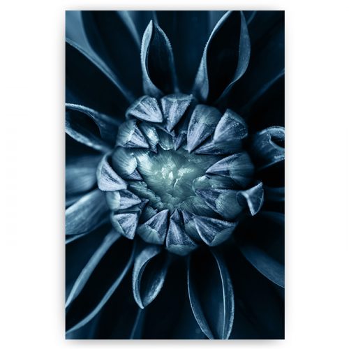 poster bloem blauw