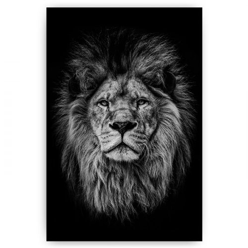poster zwart wit leeuw