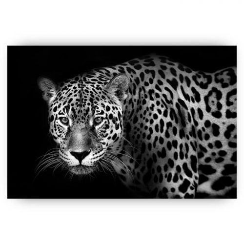 poster jaguar zwart wit