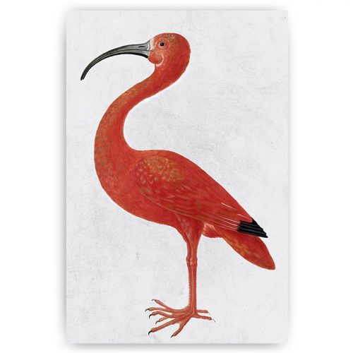vintage poster ibis vogel