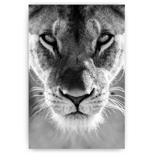 poster kop leeuwin zwart wit