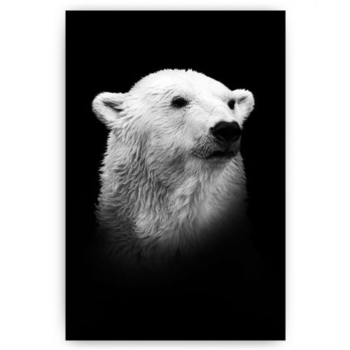 poster portret ijsbeer