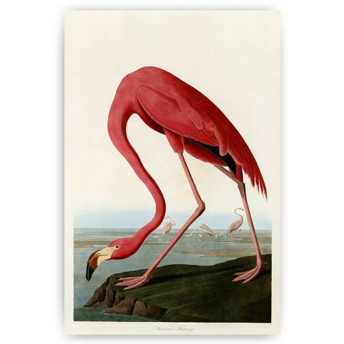 poster american flamingo