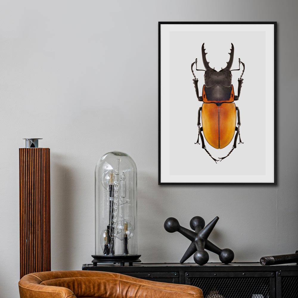 poster oranje kever insect