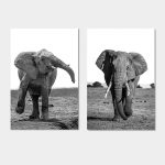 poster olifanten