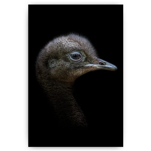 emu vogel op zwart