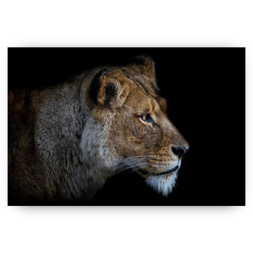 portret leeuwin