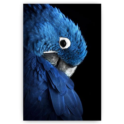 blauwe papegaai