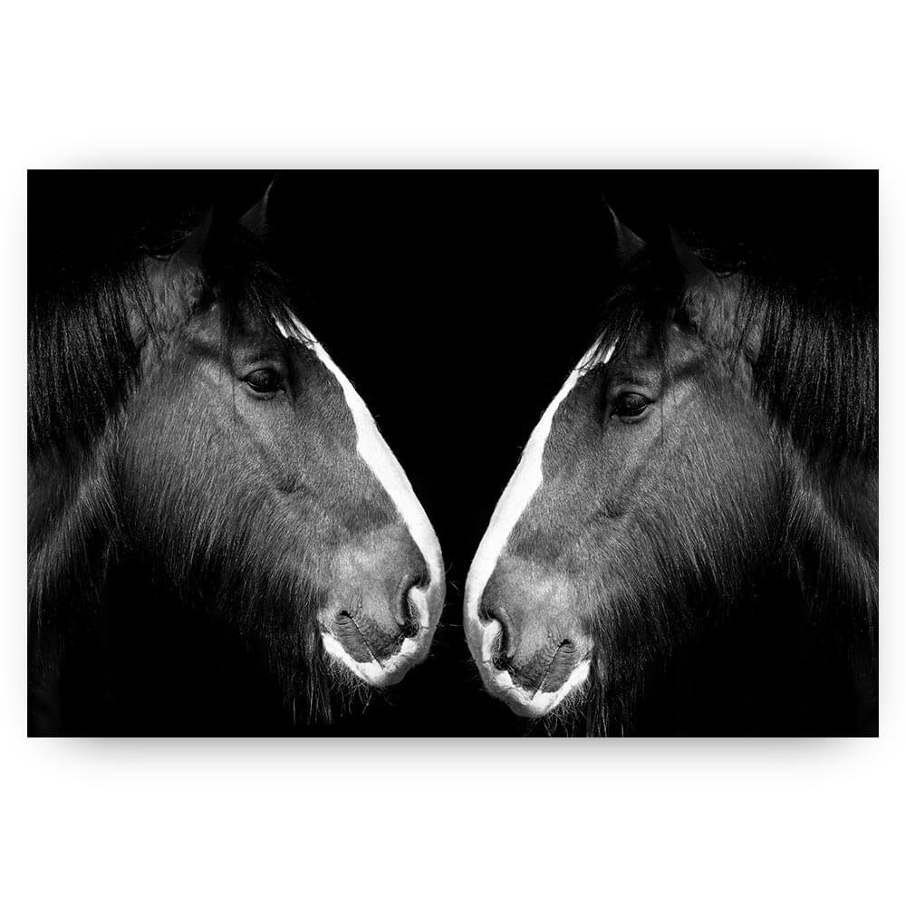zwart wit paarden