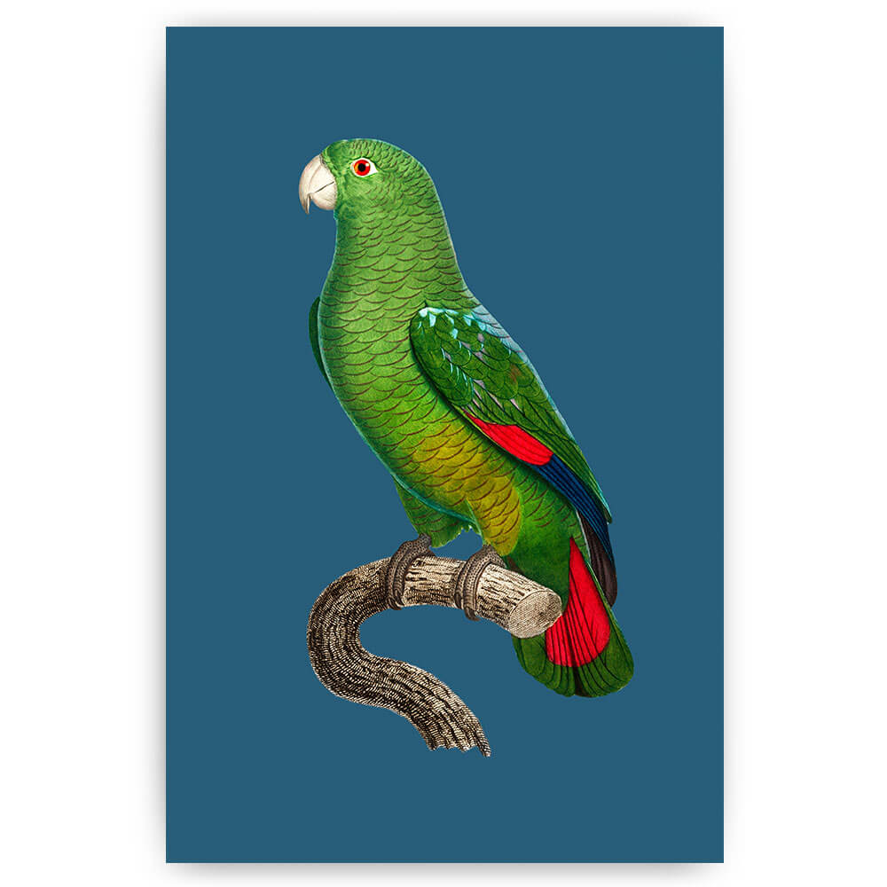 vintage papegaai