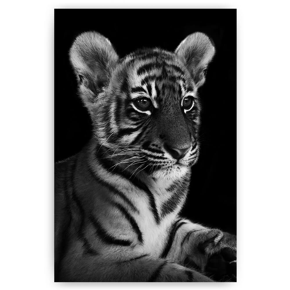 liggend tijger welp zwart wit