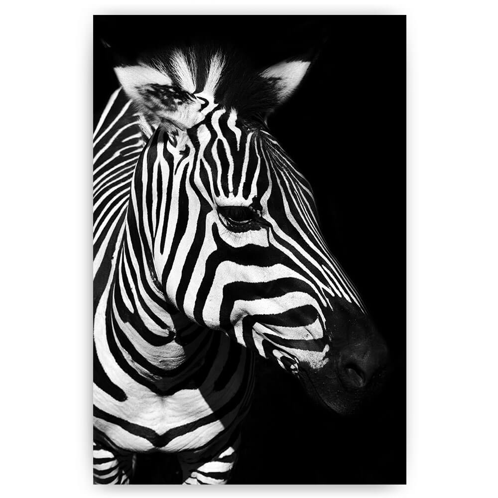 zebra kop op zwart