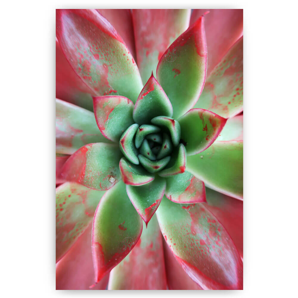 kleurrijke succulent vetplant