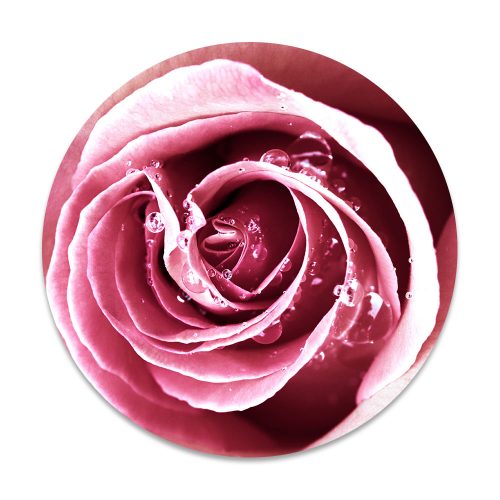 roze roos