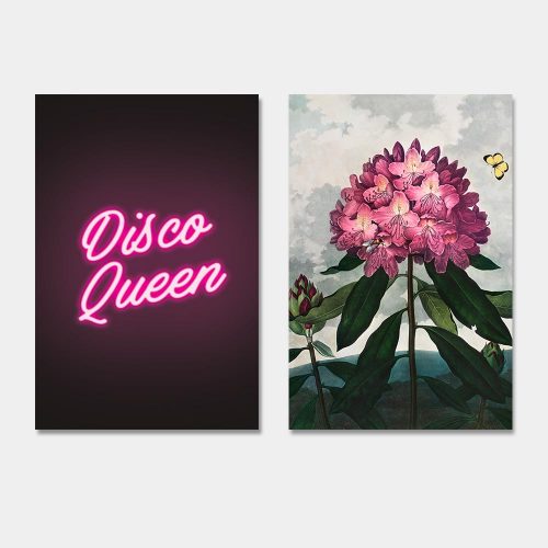 disco queen bloemenstruik
